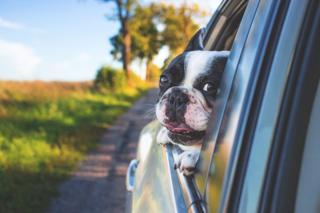 5 dicas para viajar com seu pet